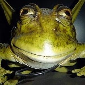 Meet your Posher, Caleb